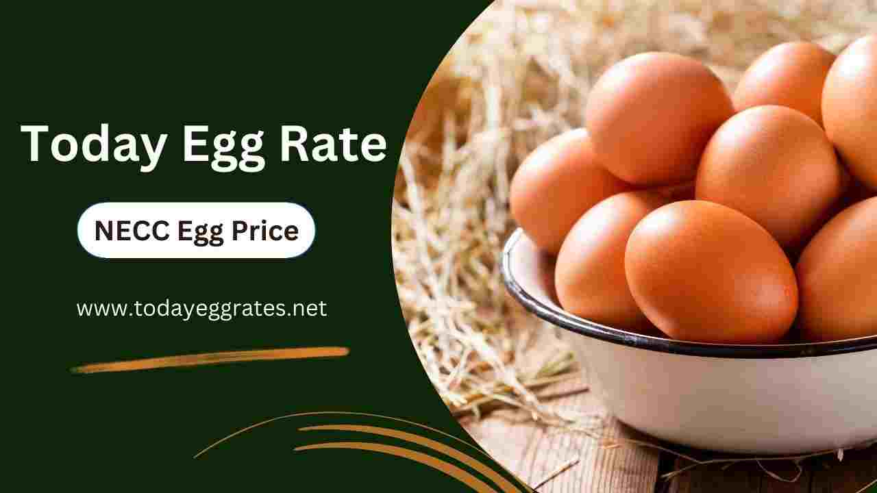 Varanasi Egg Rate (Today NECC Egg Rate in Varanasi) - TodayEggRates