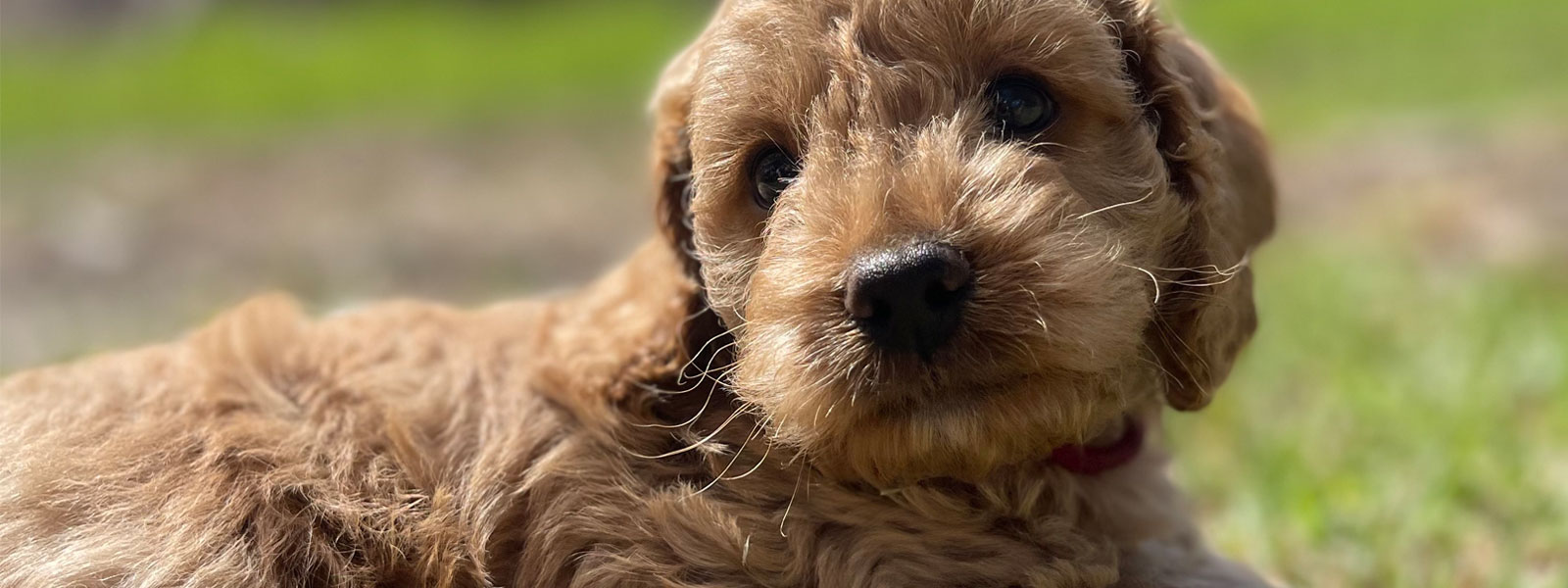Spoodle Puppies for Sale Melbourne, VIC | Designer K9 Breeders