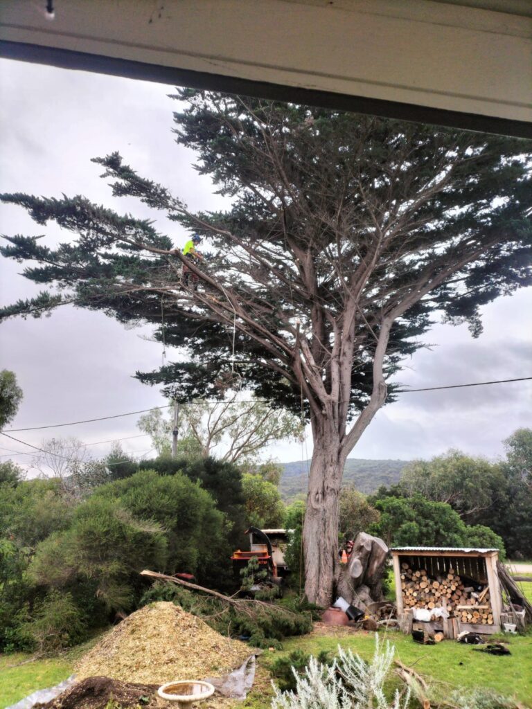 UNLOCKING THE GREEN MAGIC: ARBORIST ANGLESEA'S EXPERTISE IN TREE CARE