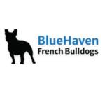 Bluehaven French Bulldogs Profile Picture