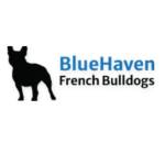 Bluehaven French Bulldogs profile picture
