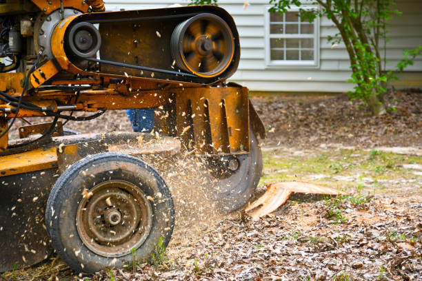 Top Benefits of Hiring Professional Stump Removal Sydney: Revitalize Your Landscape | TechPlanet