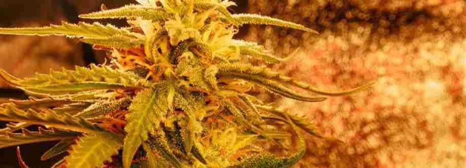 Sun Cannabis Cover Image