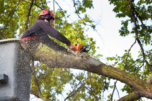 Expert Guide: What to Look for When Hiring Tree Removal Services Sydney