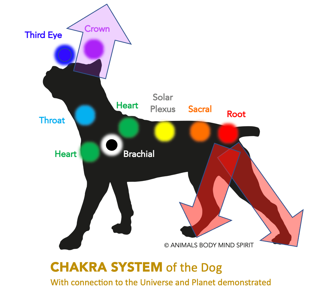 Chakras Energy Healing Dogs | Chakra Healing For Your Cat, Dog - Animals Body Mind Spirit