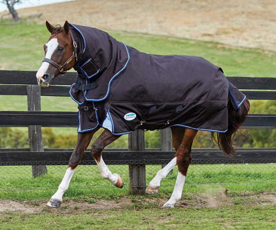 Turnout Sheets: Keep Your Horse Warm and Dry – Great Adventurer Views