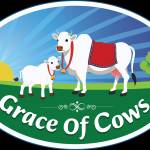 Grace Of Cows Profile Picture