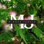 Mimosa Hostilis Profile Picture