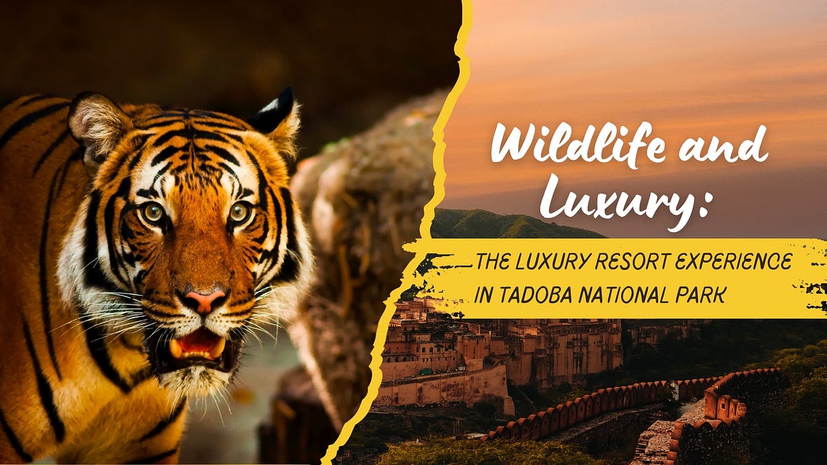 Wildlife and Luxury: The Luxury Resort Experience in Tadoba National Park | by Waghoba Eco Lodge | Jun, 2024 | Medium