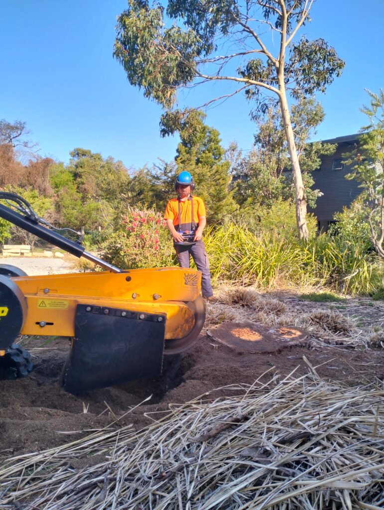Expert Stump Cutting Services in Anglesea - Ocean Road Tree Services