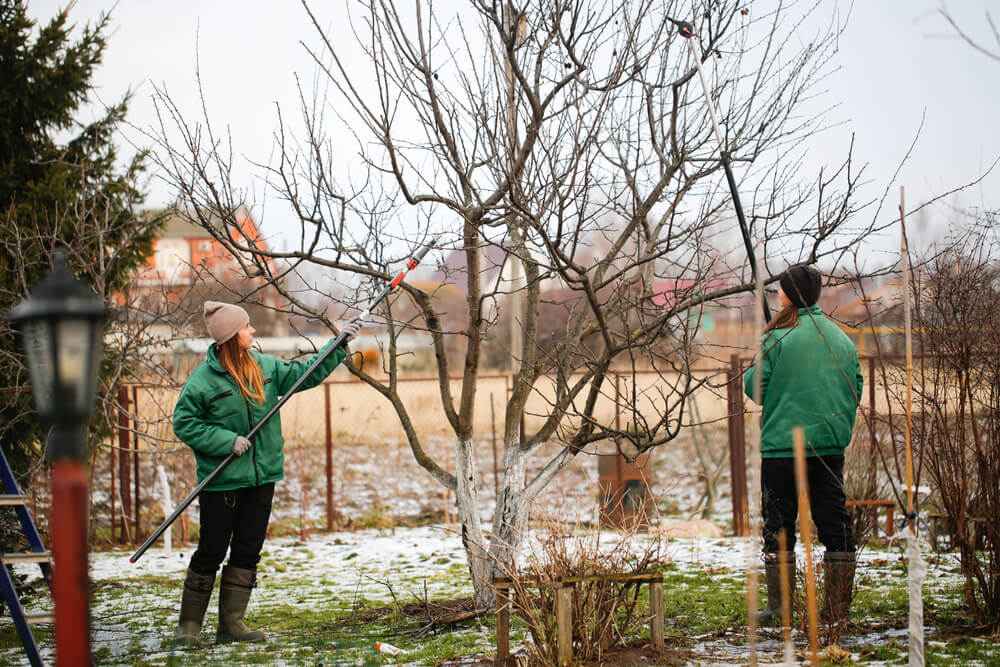 Transform Your Toronto Yard with Bunny Garden's Expert Tree Trimming  - MCF NIGERIA