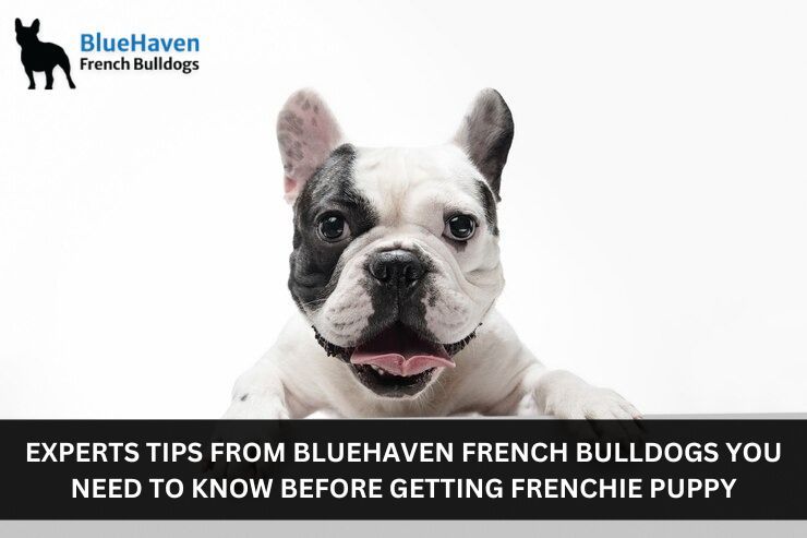 Experts Tips From BlueHaven French Bulldogs You Need To Know Before Getting Frenchie Puppy – @bluehavenfrenchbulldogs on Tumblr
