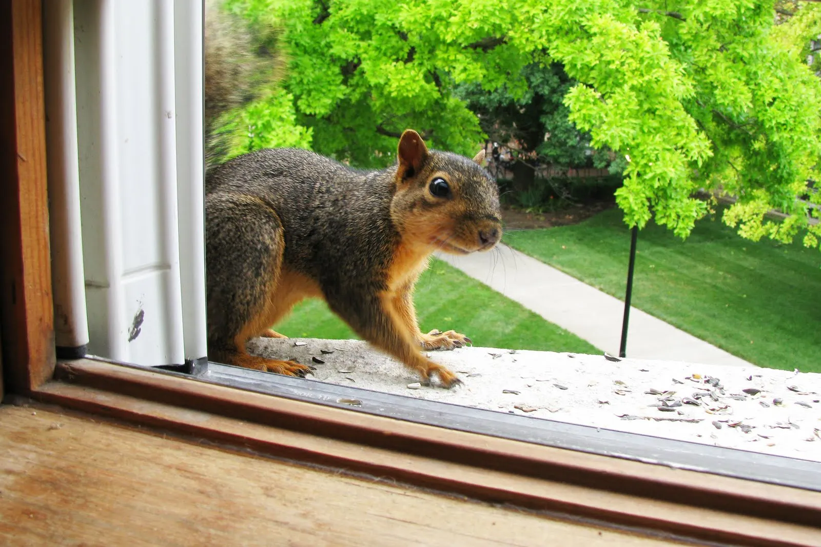 Effective Squirrel Removal in Houston: A Homeowner's Guide  - USA Prism News | Business | Tech | Sports