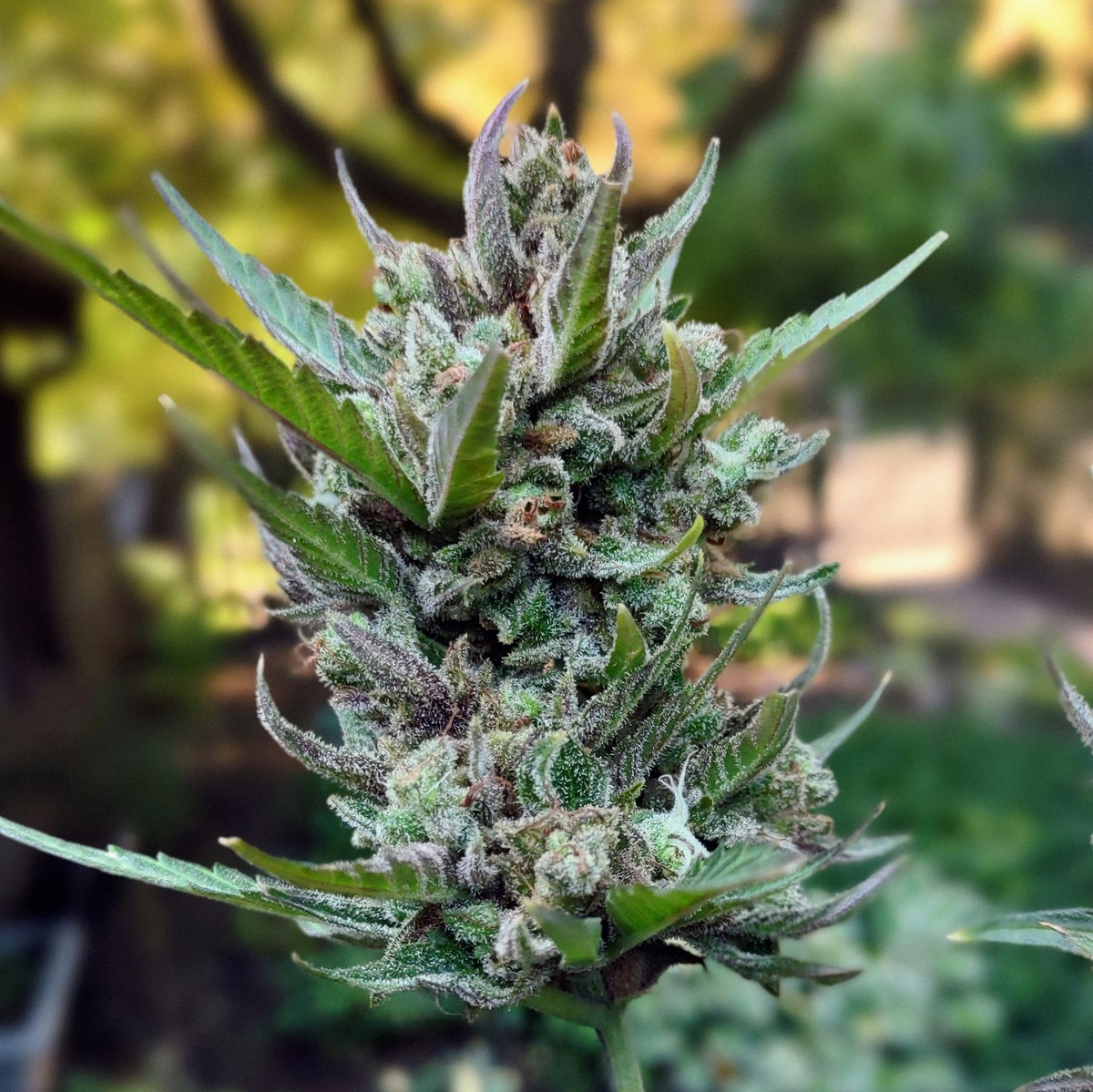 Best Indica Autoflower Seeds: Discover the Perfect Strain for Relaxation and Sleep - The Johnny Seeds Bank