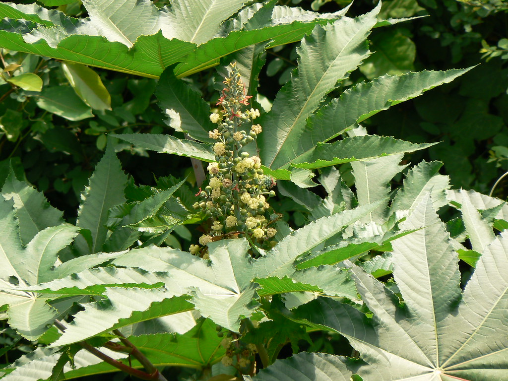 Ricinus communis flower and plant for sale | Amanakku leaf