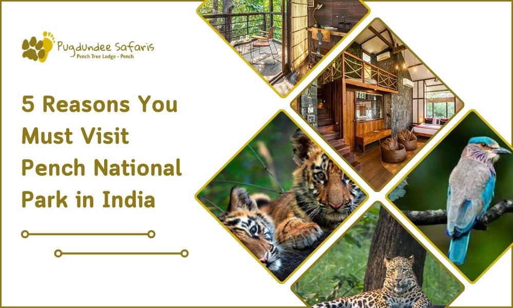 5 Reasons You Must Visit Pench National Park in India – Pench Tree Lodge