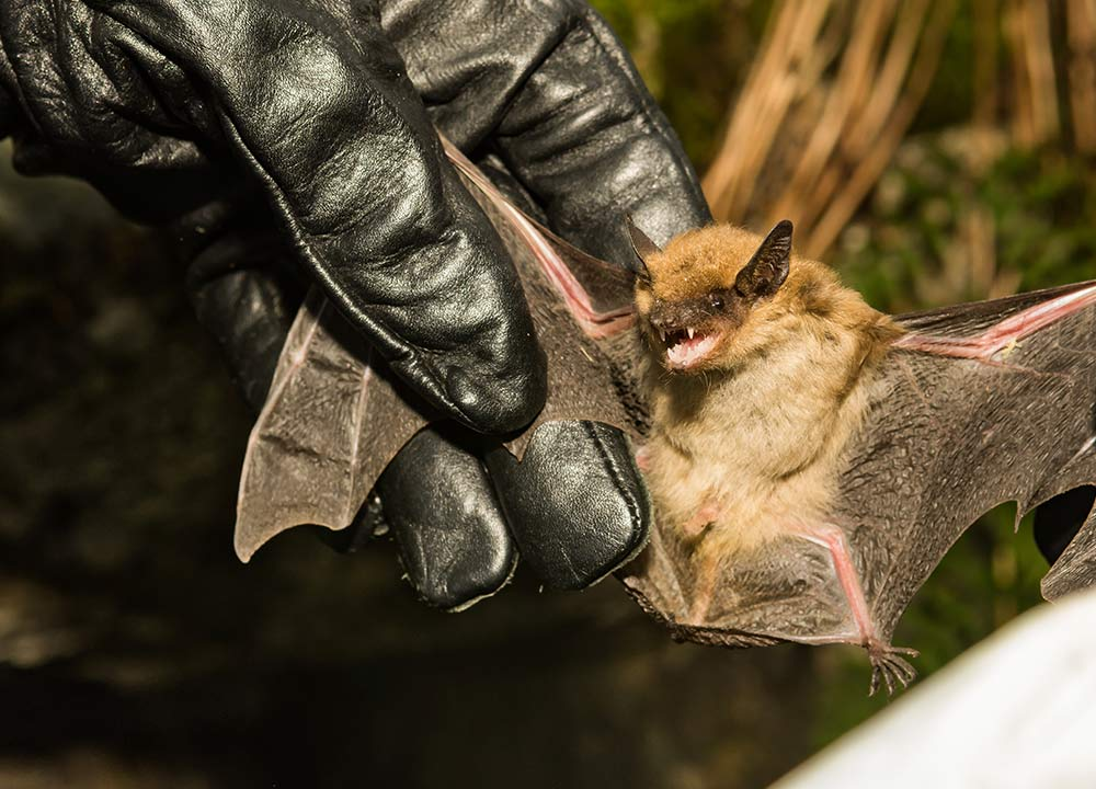 Strategies for Effective Bat Extermination in Houston  -