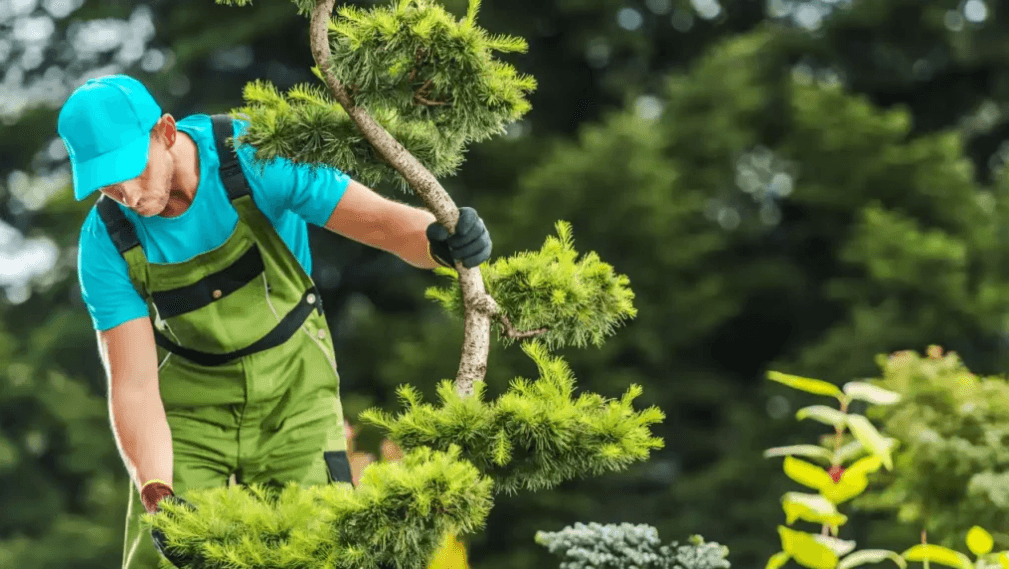 A Guide to Professional Tree Care Services