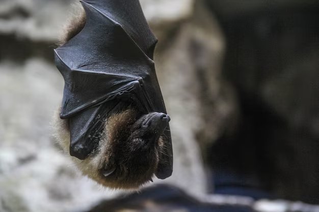 The Ultimate Guide To Humane Bat Removal Techniques | FACTOFIT