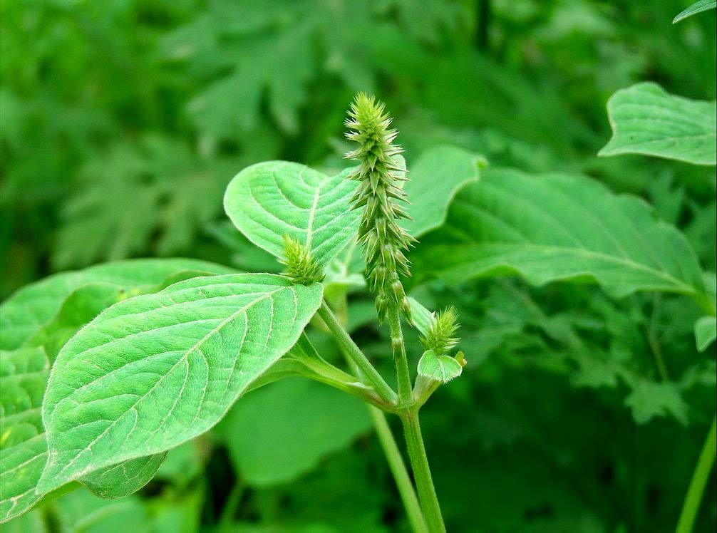 Achyranthes aspera flower online | Buy nayuruvi plant, leaf online