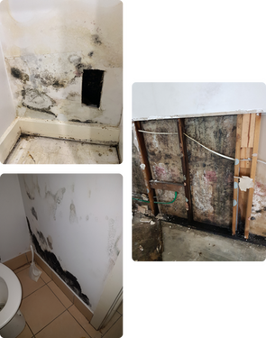 Thorough mould cleaning to get exceptional air quality