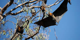 DIY Bat Removal: Step-by-Step Instructions for Homeowners  - Fulfilledjobs