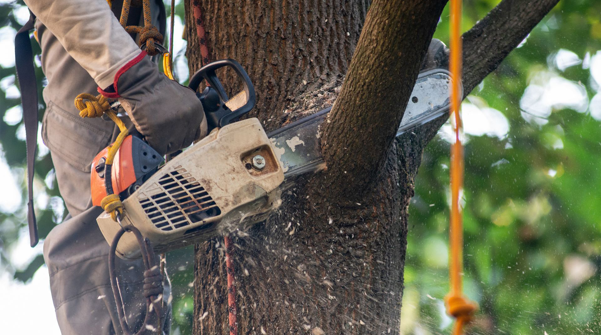 Tree Surgeon London | Tree Surgery London | EP Trees