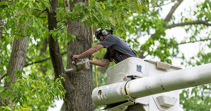 Commercial and Residential Tree Care: When to Seek Professional Help |