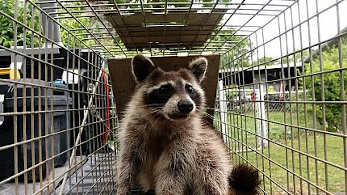 Safe and Efficient Raccoon Removal in Houston: Ensure Your Home is Pest-Free