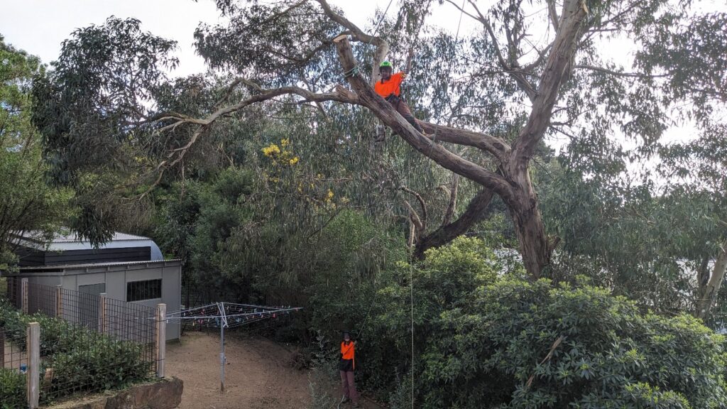 Expert Tree Root Removal in Anglesea - Ocean Road Tree Services