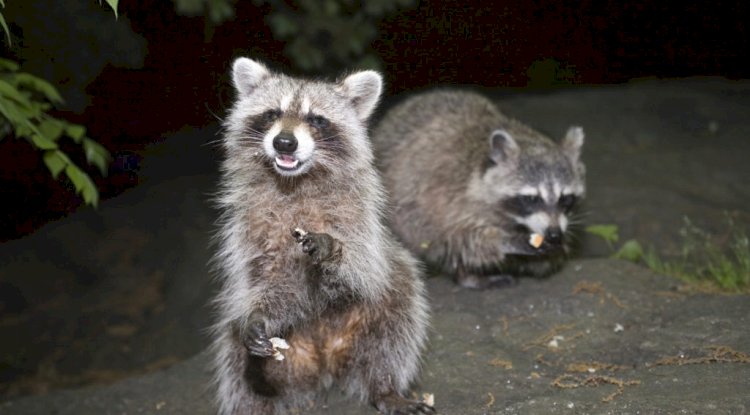 Prevent Property Damage with Professional Raccoon Removal in Houston  - Free instant approval guest posting Website