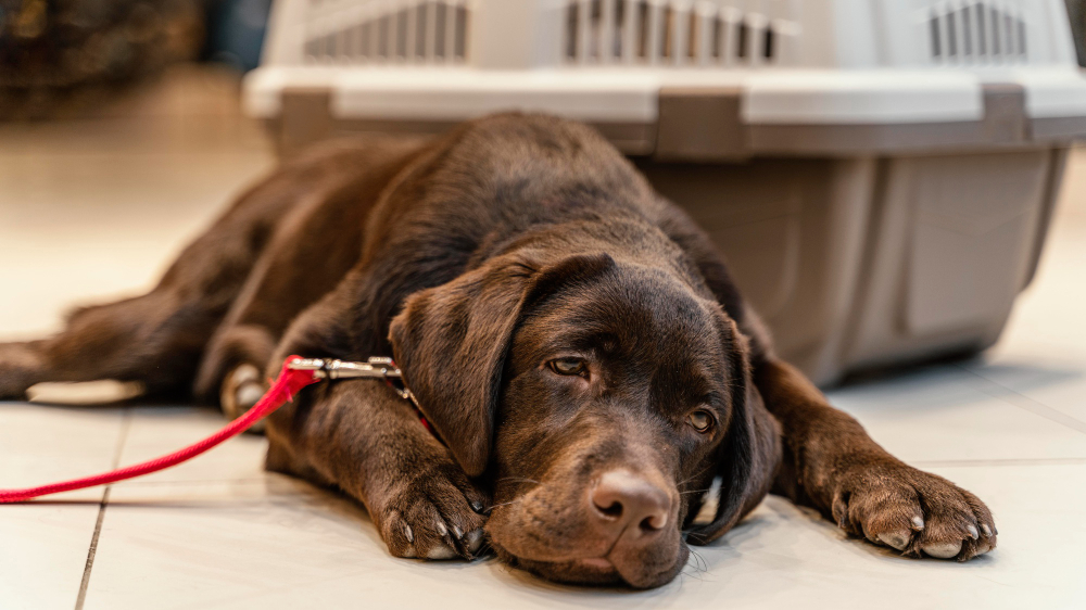 Don't Ignore These Worm Symptoms in Your Dog!