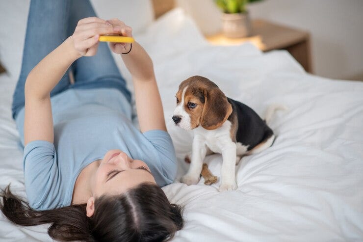 Best Supplement To Improve Your Pet’s Skin Health | by Remediovet | Sep, 2024 | Medium