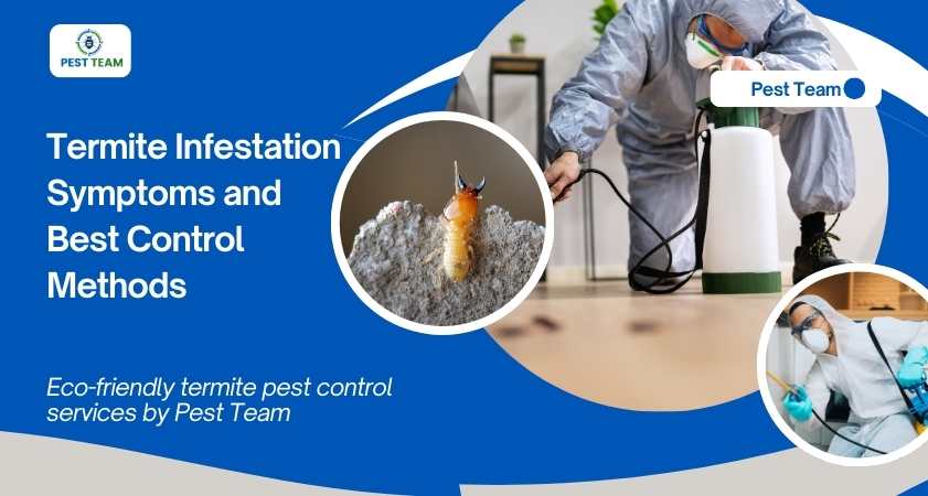 Termite Infestation Symptoms and Best Control Methods