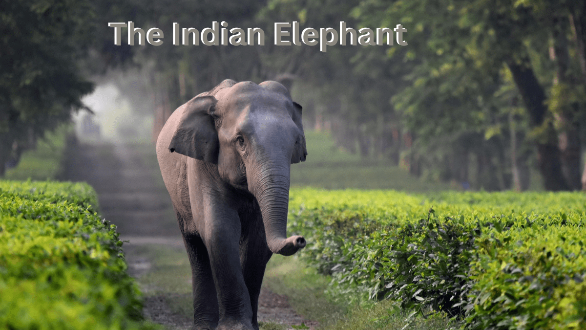 The Indian Elephant: Habitat, Population, And Conservation Efforts - Bhuchi's World
