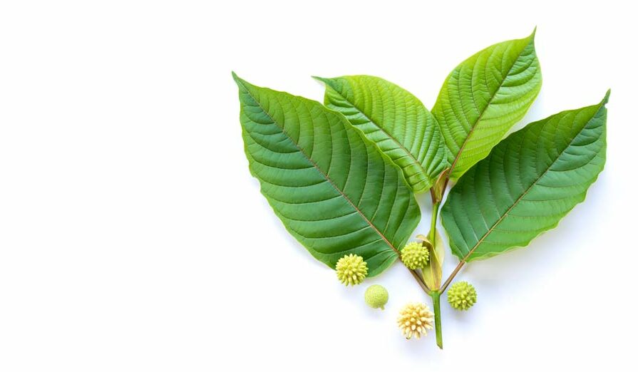 Was ist Kratom? Zur Pflanze, Wirkung und Anwendung | 2024