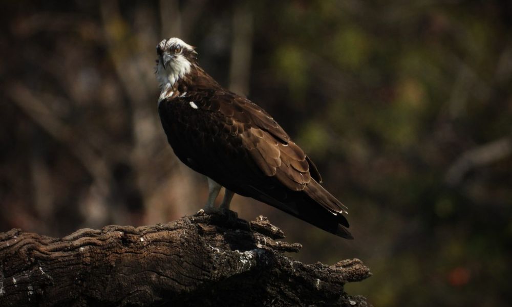 The Ideal Time for Bird Watching in Pench National Park – Pench Tree Lodge