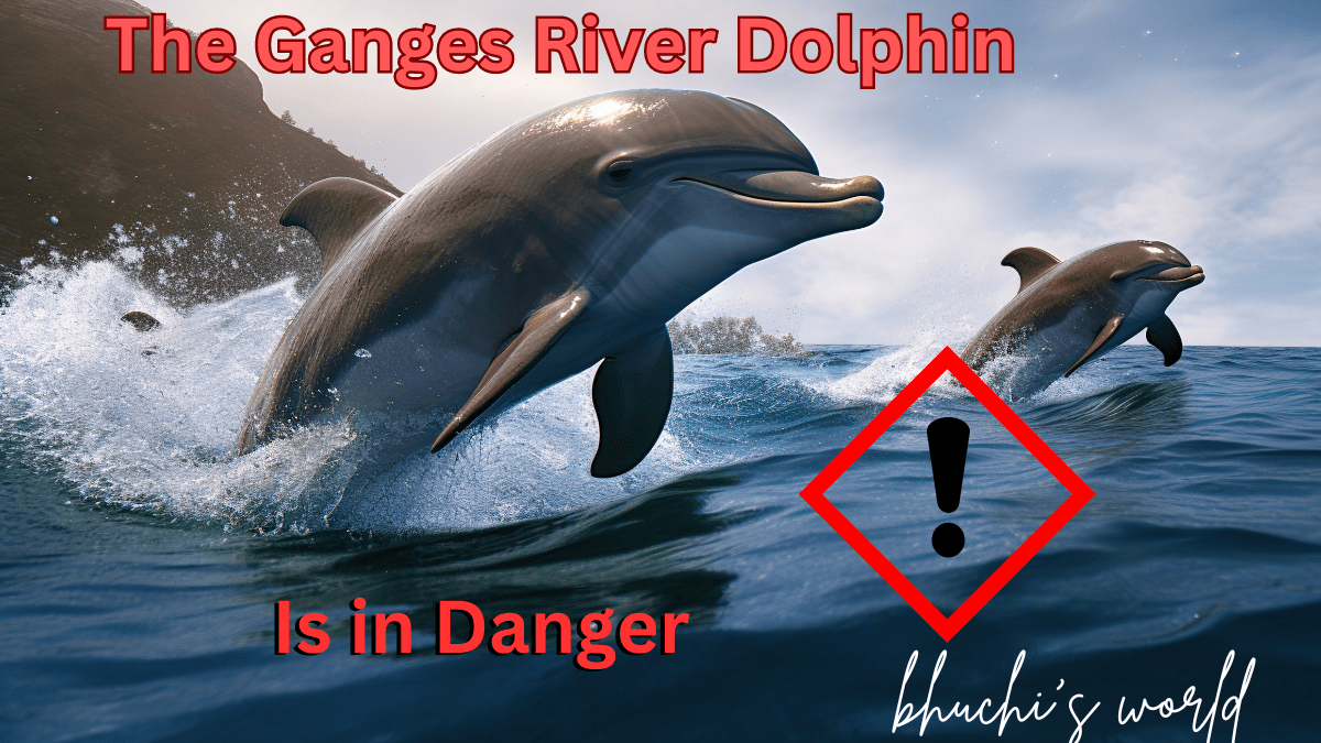 The Ganges River Dolphin: An Endangered Freshwater Marvel - Bhuchi's World