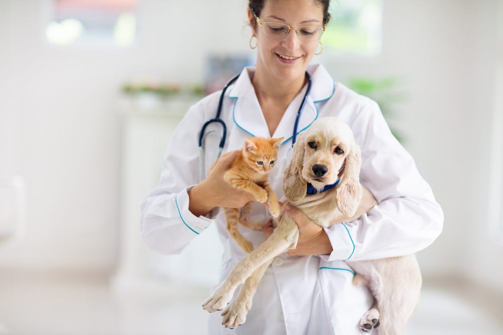 Life-Saving Emergency Vet Services in South Calgary: A Detailed Overview | by Silverado Veterinary Hospital | Medium