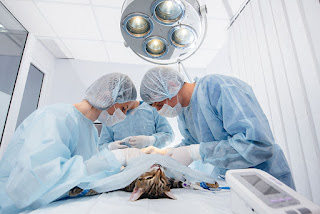 How Much Does Spaying or Neutering Cost in Downey?