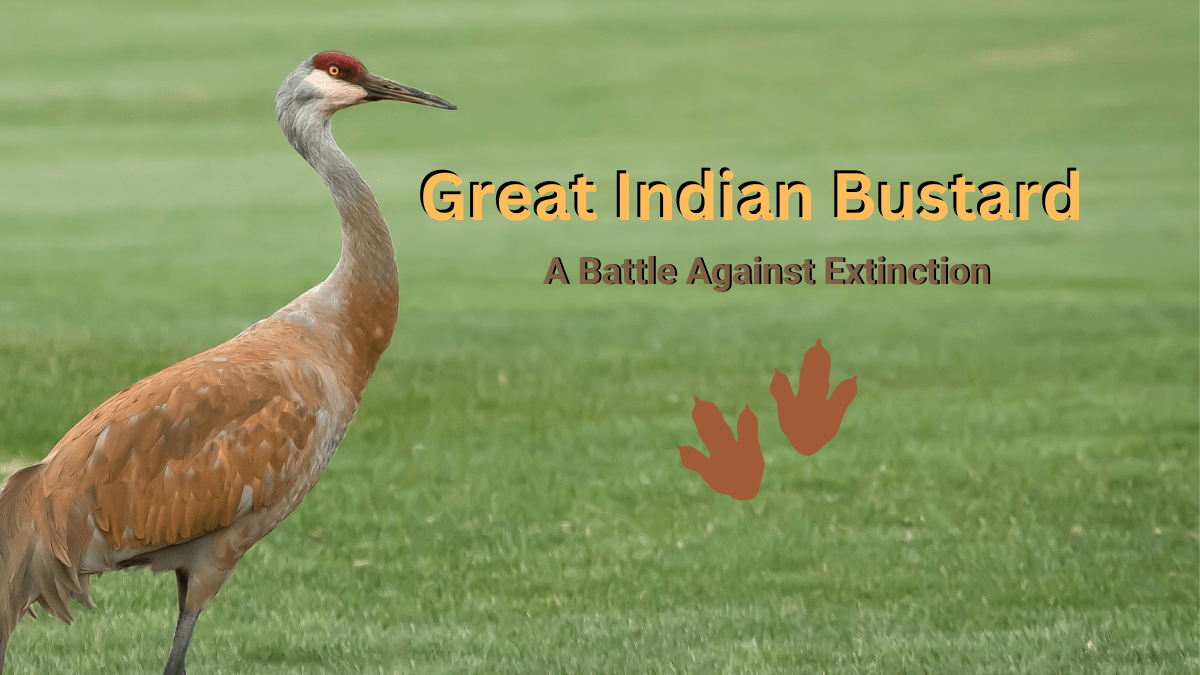 Great Indian Bustard: Fight Against Extinction