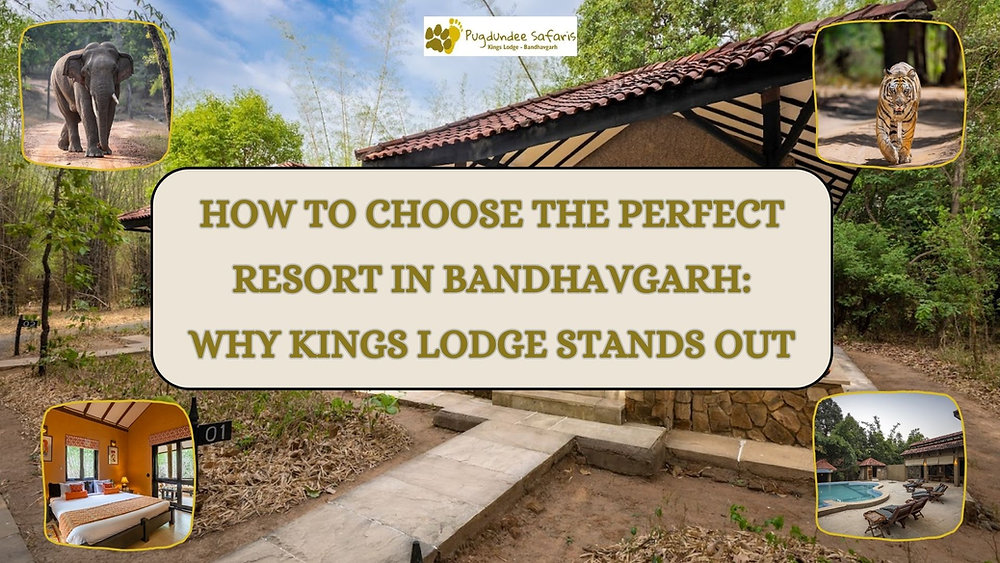 How to Choose the Perfect Resort in Bandhavgarh: Why Kings Lodge Stands Out