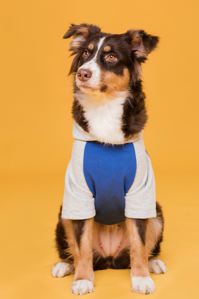 Stylish and Comfortable: The Best Dog T-Shirts Available Online – kanineindia