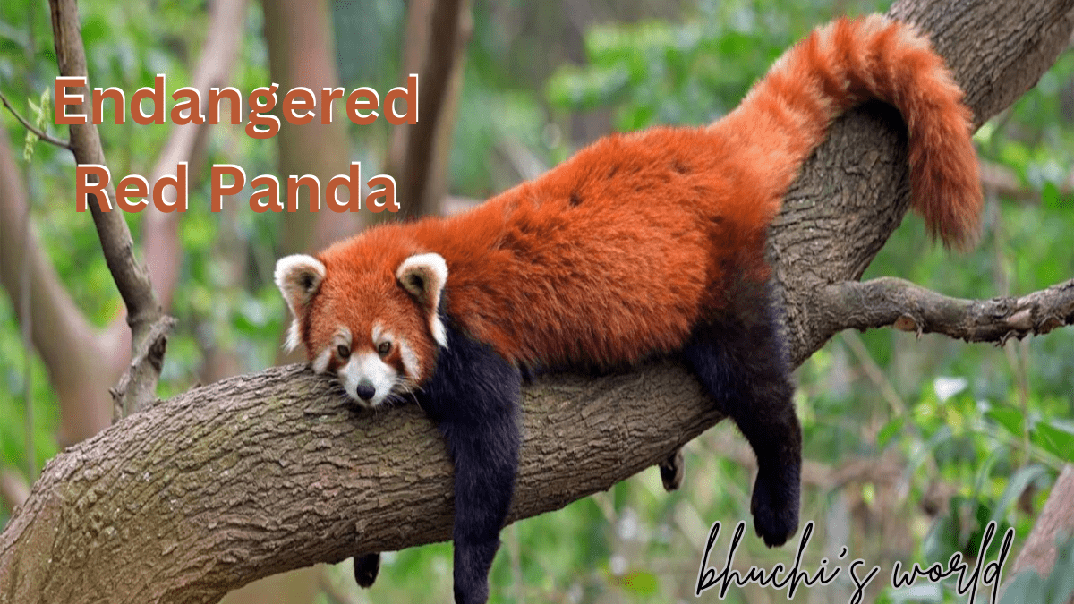 Red Panda: Endangered Species And Conservation Efforts