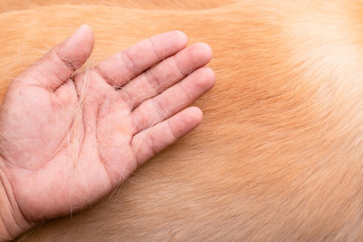 Here are Simple Steps To Keep Your Pet's Skin Healthy & Shiny