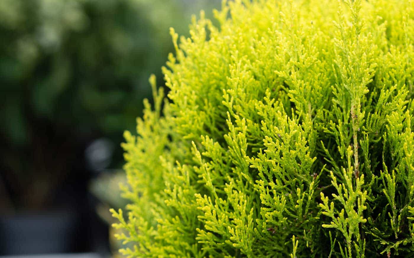 Arborvitae in Michigan – Largest Selection of Arborvitae in MI Available at 6 English Gardens Locations in Royal Oak, Clinton Township, Dearborn Heights, West Bloomfield, Plymouth and Eastpointe MI