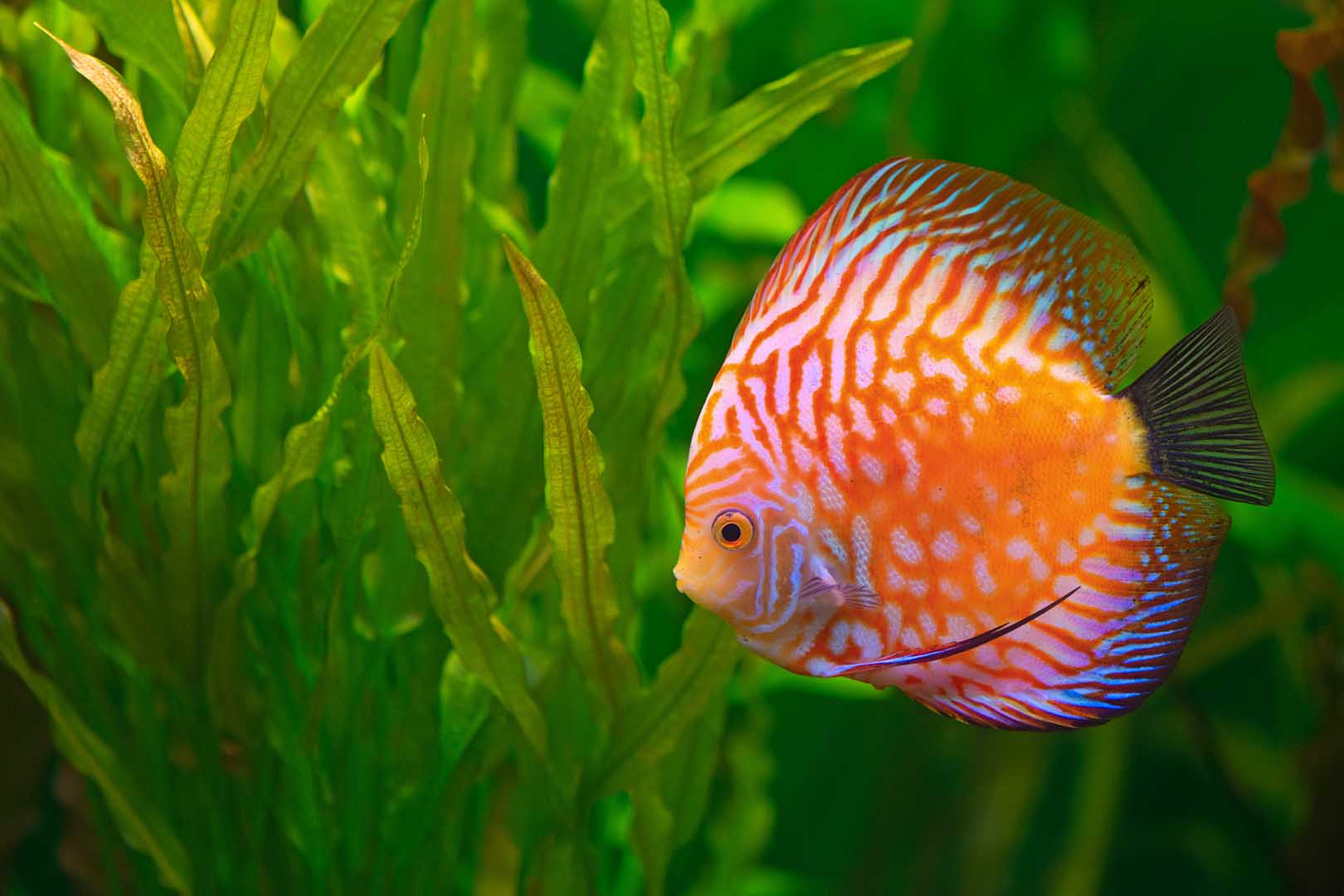 Aquariums Accessories Shop in Dubai - Famous Pets & Aquariums