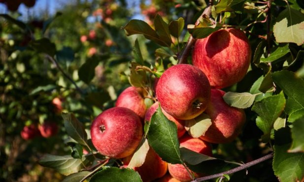 Kinnaur Apple Season: When to Buy and Where to Find the Freshest Apples Article - ArticleTed -  News and Articles