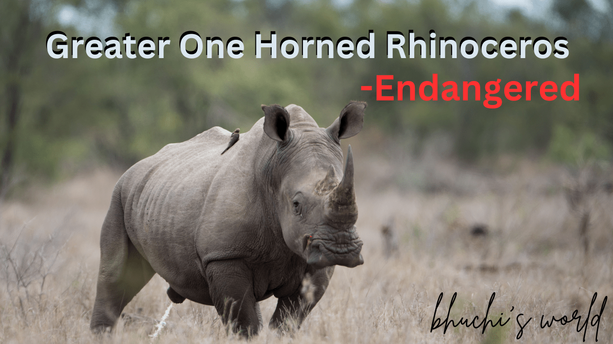 The Greater One Horned Rhinoceros-Endangered