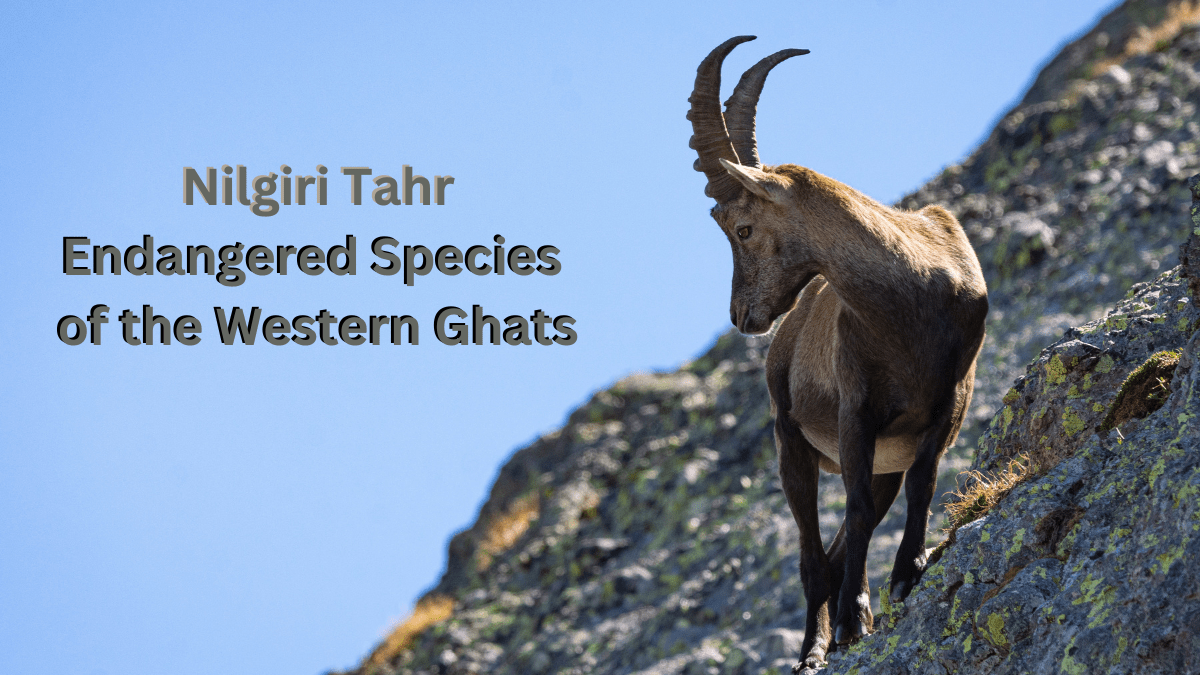 Nilgiri Tahr: An Endangered And Conservation Status and Threats